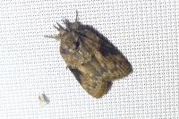 Nycteola