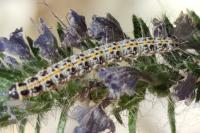 Ethmia bipunctella