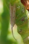 Coleophora
