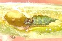 Gymnancyla canella