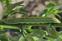 Cucullia asteris