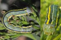 Cucullia asteris