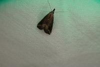 Schrankia costaestrigalis