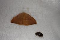 Watsonalla binaria