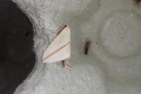 Rhodometra sacraria