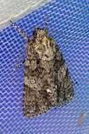 Acronicta rumicis