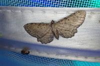 Anticollix sparsata