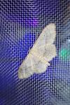 Idaea aversata