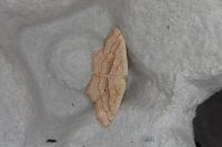 Scopula imitaria