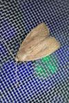 Coenobia rufa