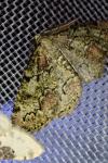 Cleorodes lichenaria