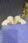 Idaea filicata