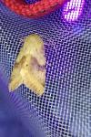 Heliothis viriplaca