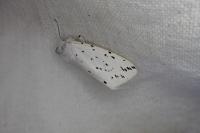 Spilosoma lubricipeda