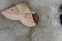 Crocallis elinguaria