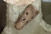 Agrotis exclamationis