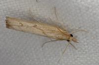 Pediasia contaminella