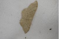 Idaea straminata