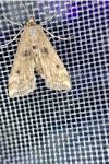 Cataclysta lemnata