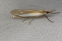 Crambus pascuella