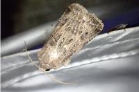 Agrotis bigramma