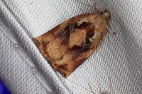 Archips podana