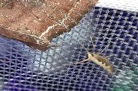 Plutella xylostella