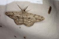 Hypomecis punctinalis