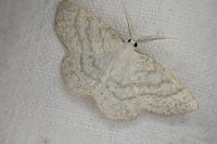Cabera exanthemata