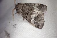 Drymonia querna