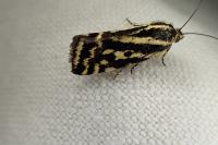 Emmelia trabealis