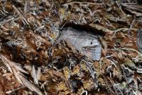 Clostera anachoreta