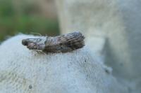 Acrobasis consociella