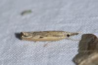 Agriphila geniculea