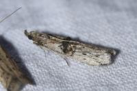 Nephopterix angustella