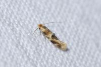 Bucculatrix ulmella