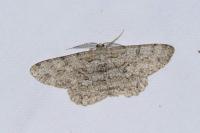Hypomecis punctinalis