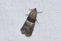 Elegia similella