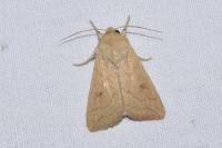 Mythimna vitellina
