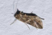 Autographa gamma