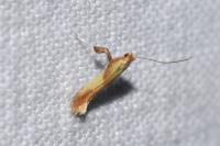 Caloptilia alchimiella
