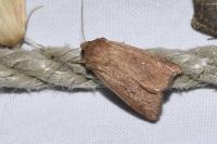 Mythimna albipuncta