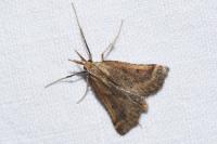 Synaphe punctalis