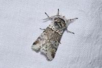 Furcula furcula