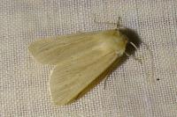 Mythimna pallens