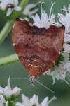 Choreutis nemorana