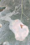 Acrocercops brongniardella