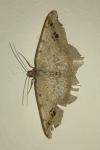 Macaria alternata