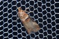 Acrobasis tumidana
