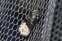 Apotomis betuletana
